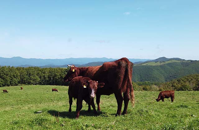 夏の放牧地で、山並みを背に草を食む短角牛の母子